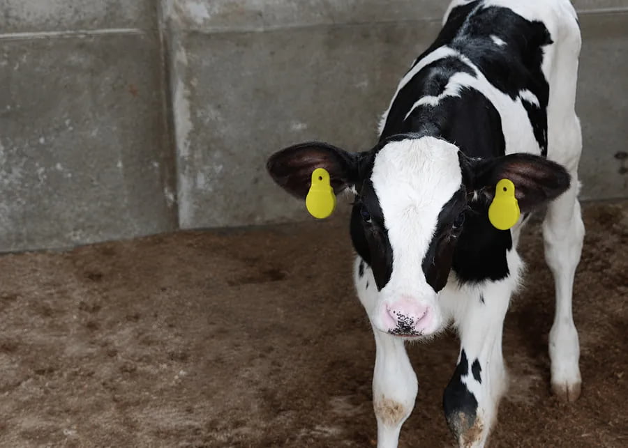NexAgri NX-Sense Smart Ear Tag System Molded electronic smart ear tags on a dairy calf for precision herd management