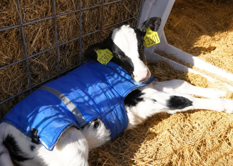 How Can You Standardize Dairy Cow Calving Management for Better Outcomes?