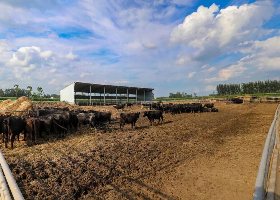 Simple Cattle Barn A simple but effective cattle shelter in a field