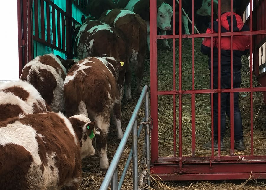 Cattle Transport Stress Weaned beef calves walking on a straw-bedded ramp to minimize transport stress