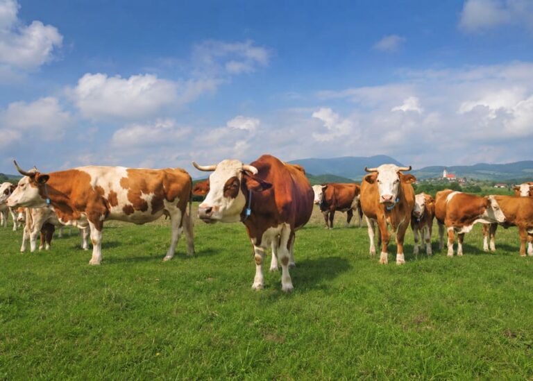 Stop Losing Livestock: Real-World Anti-Theft Strategies for Modern Farmers