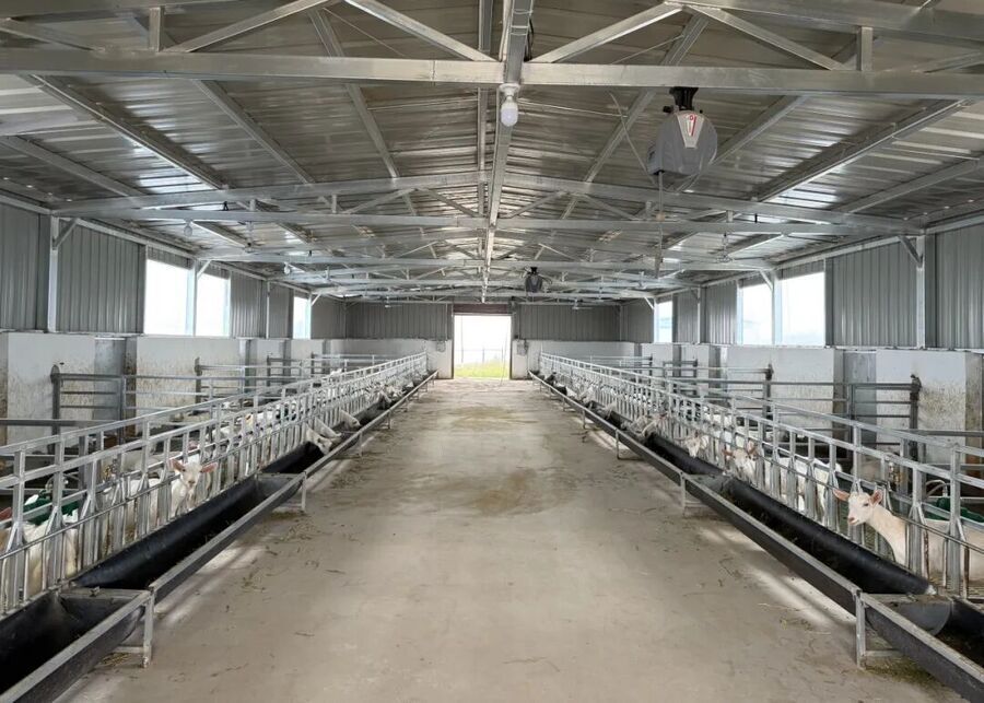 Goat Barn Environment Management A clean and well-ventilated barn for goats