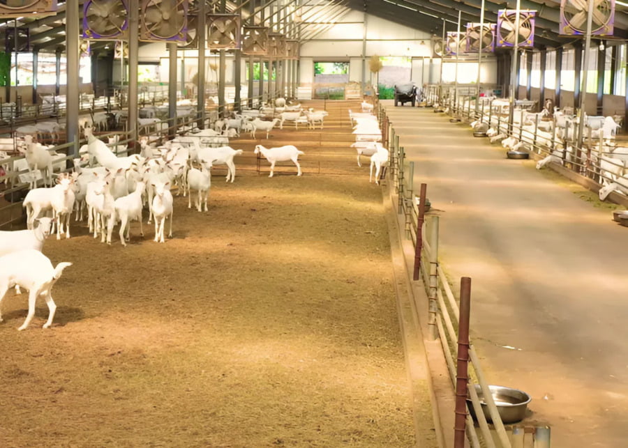 A modern well-ventilated dairy goat barn with industrial ventilation fans