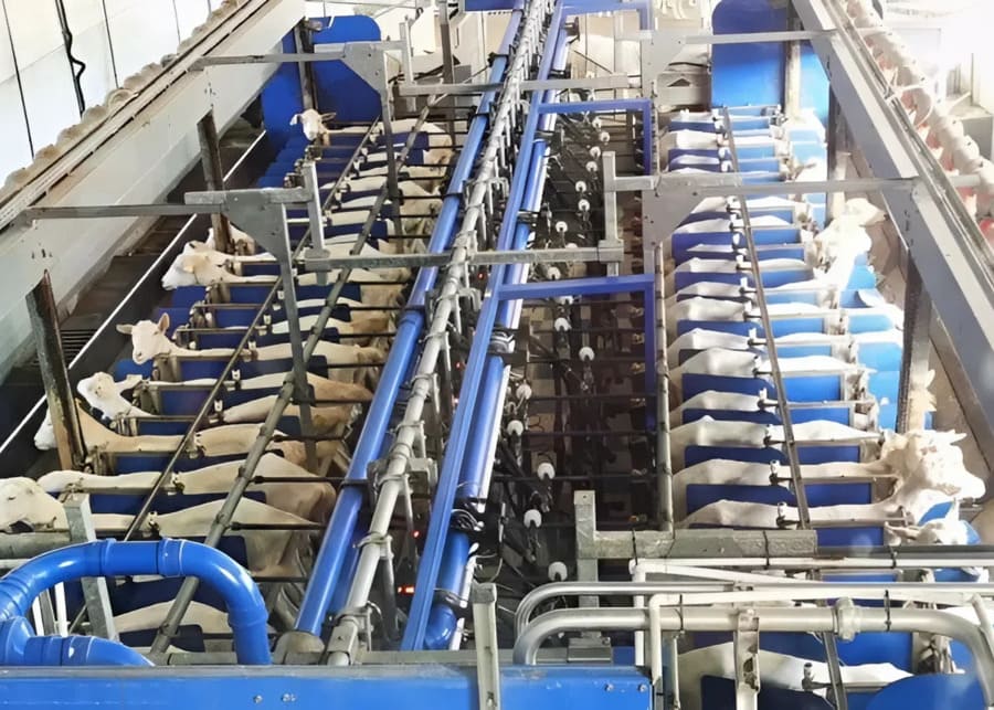 A modern parallel goat milking parlor in operation at a commercial dairy farm