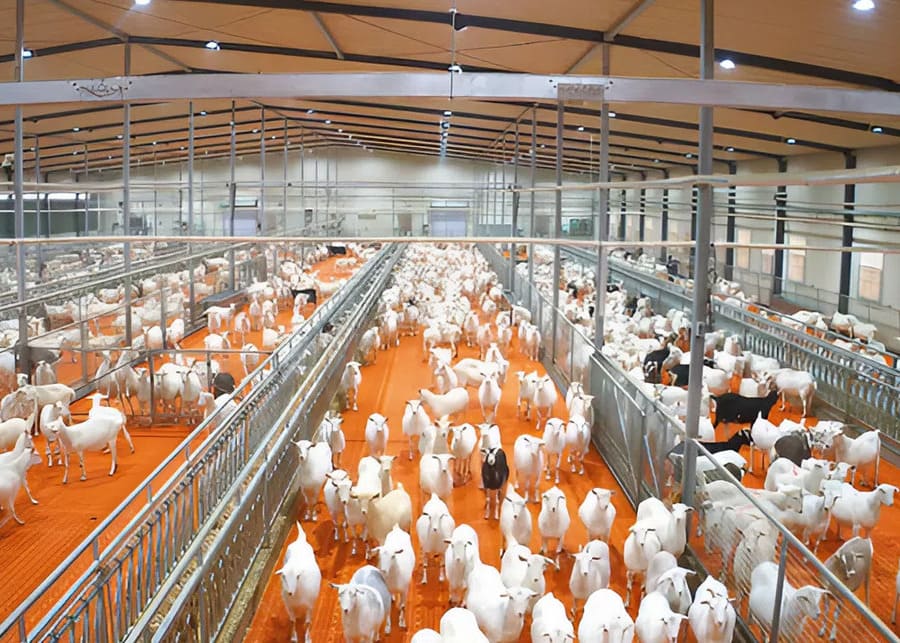 Modern commercial dairy goat barn with clean slatted floors and proper ventilation to prevent heat stress
