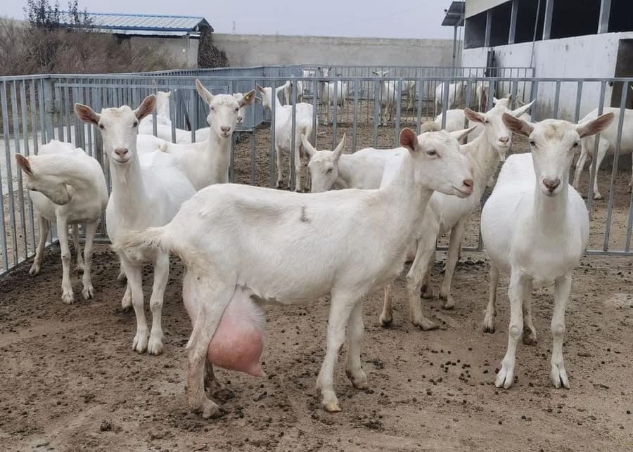 A high-producing Saanen dairy goat with a well-developed udder in a facility