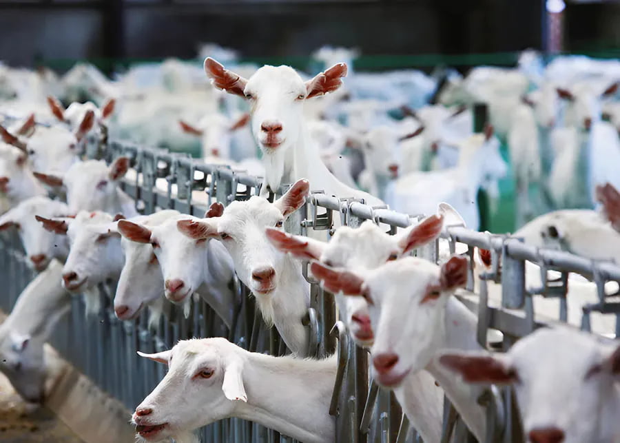 High-yield Saanen dairy goats eating at a commercial feeding barrier with professional herd headlocks