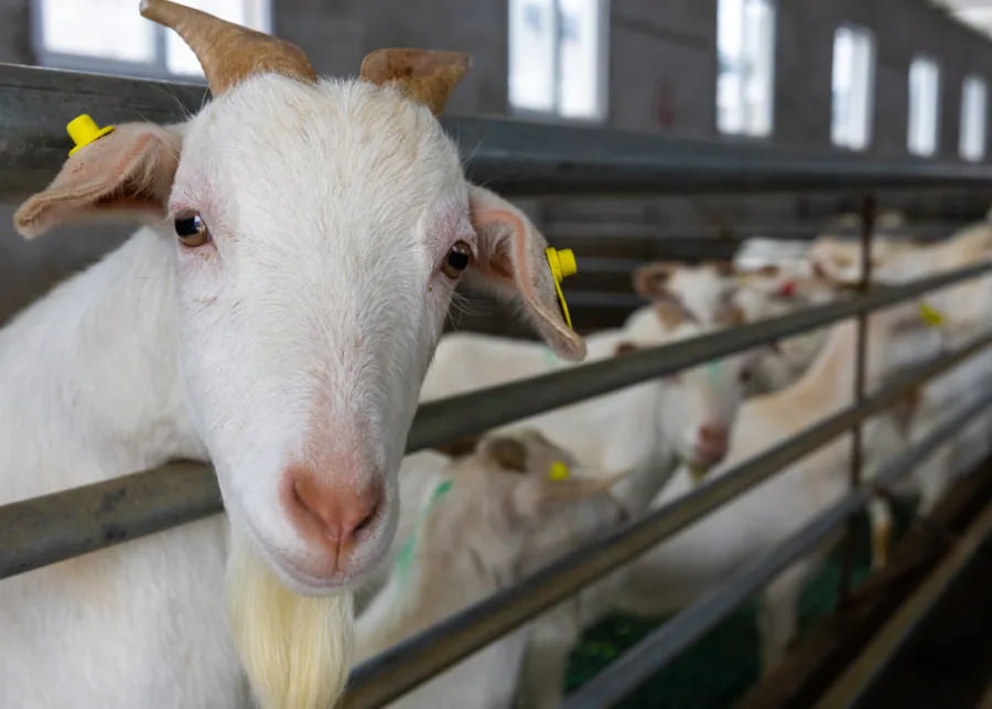 NexAgri Digital Goat Farming and Electronic Identification System Electronic identification EID ear tag on a dairy goat in a commercial milking headlock system