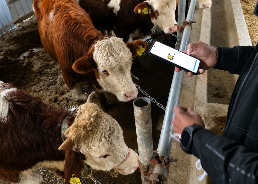 Farm manager using a mobile app with NX-Sense Smart Ear Tag System to track cow health and age data