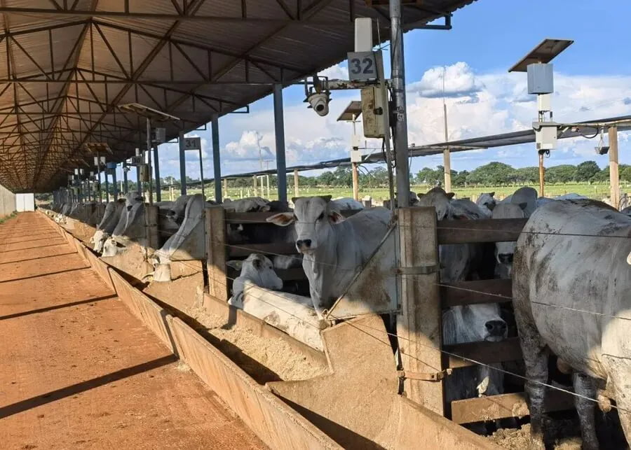 Modern commercial beef cattle feedlot with concrete feed bunks and smart monitoring sensors for a 200-head farm