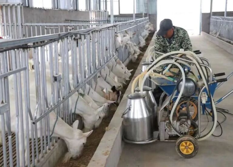 How to Start a 100-Head Dairy Goat Farm: CapEx, Equipment List & ROI?