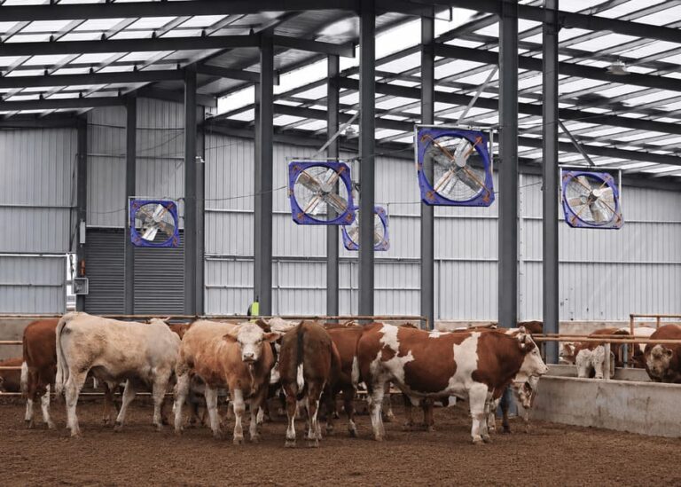 What Are the Ventilation Standards for Beef Fattening Barns?