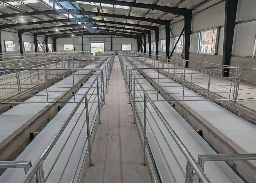 Modern indoor dual-row sheep barn with integrated longitudinal manure conveyor belts
