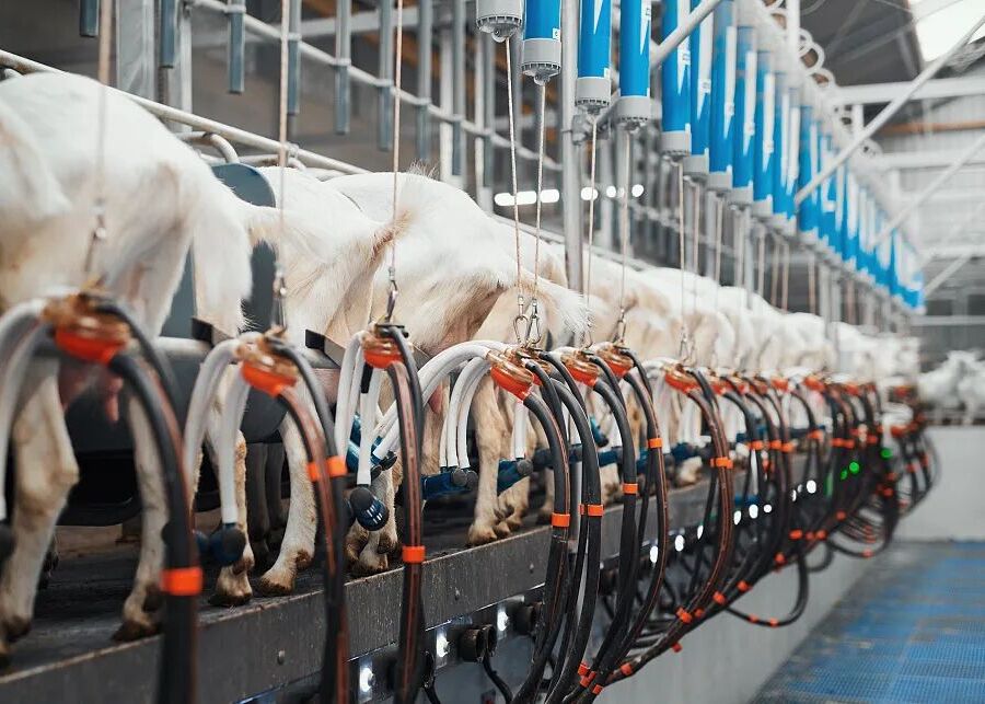 Automated goat milking facility: goats lined up at individual milking stations with orange claw clusters and smart pipeline systems, set on a blue slatted floor for hygiene and drainage