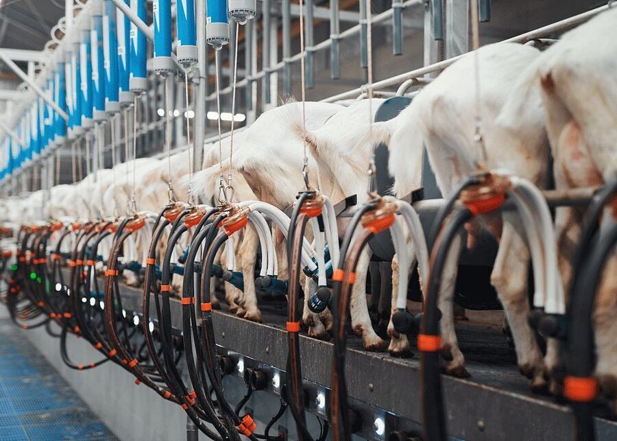 A modern automated milking parlor for goats
