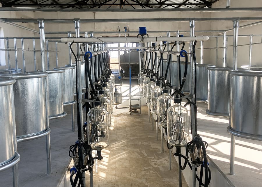 Herringbone milking parlor with glass recorder jars and sanitary pipeline system to monitor individual goat udder health
