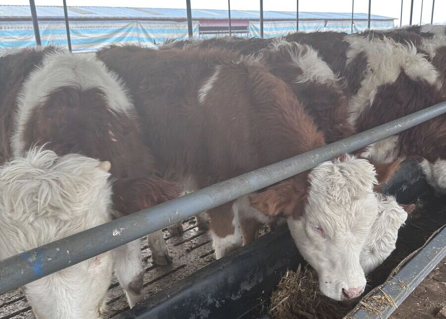 Beginner Beef Cattle Shelter Beef cattle feeding in a basic beginner farm shelter