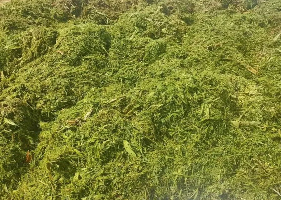 High-quality fermented mixed silage with a successful yellowish-green color