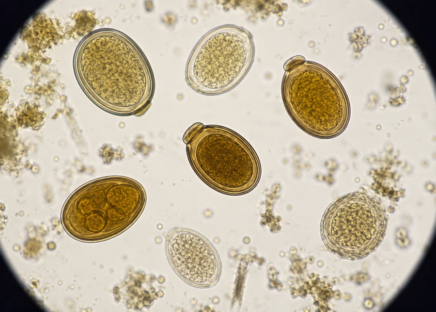 Identifying gastrointestinal parasite eggs under microscope Microscopic view of mixed nematode and strongyle eggs from a goat fecal egg count test