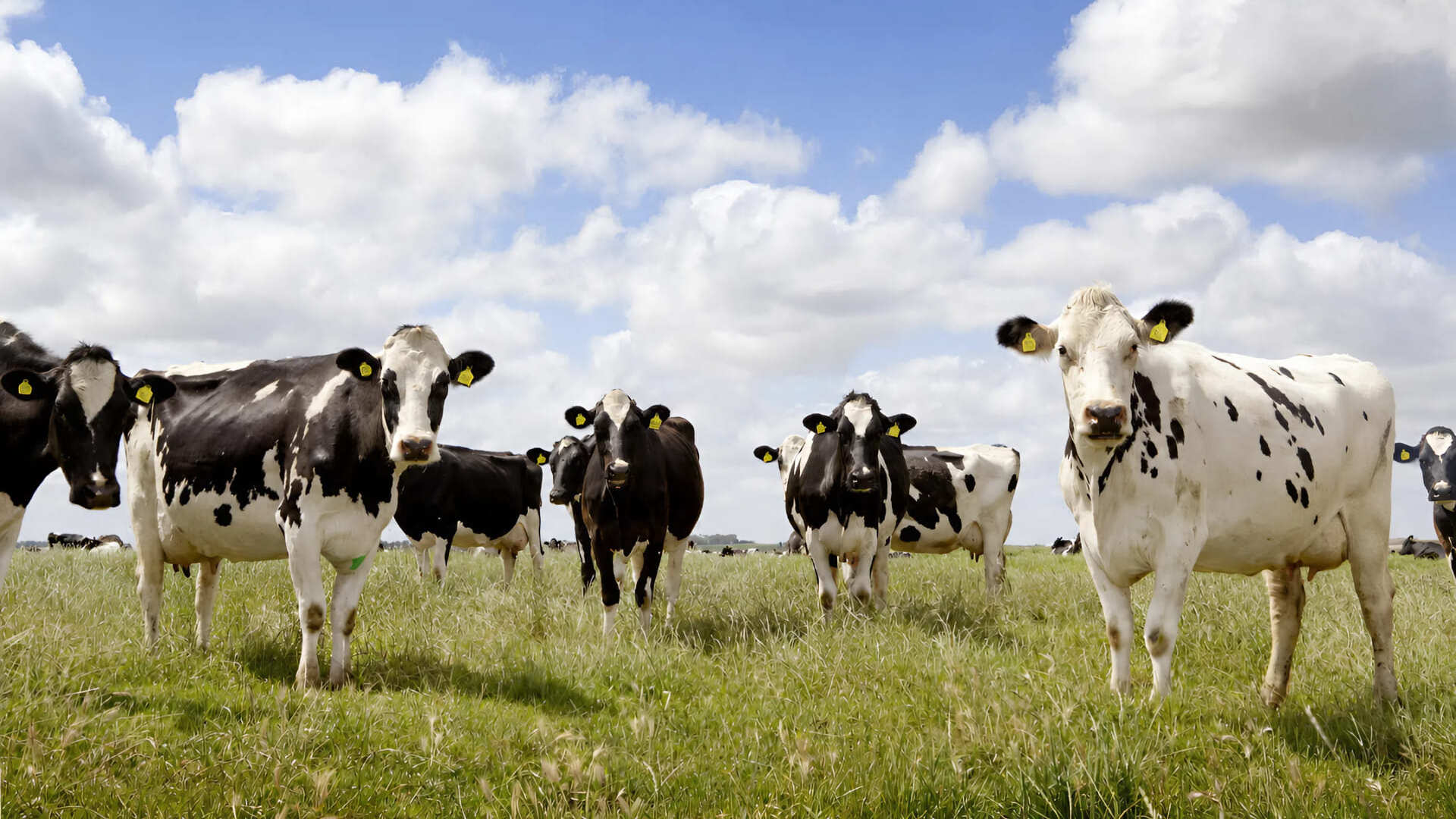 Real-world dairy farm with smart monitoring technology