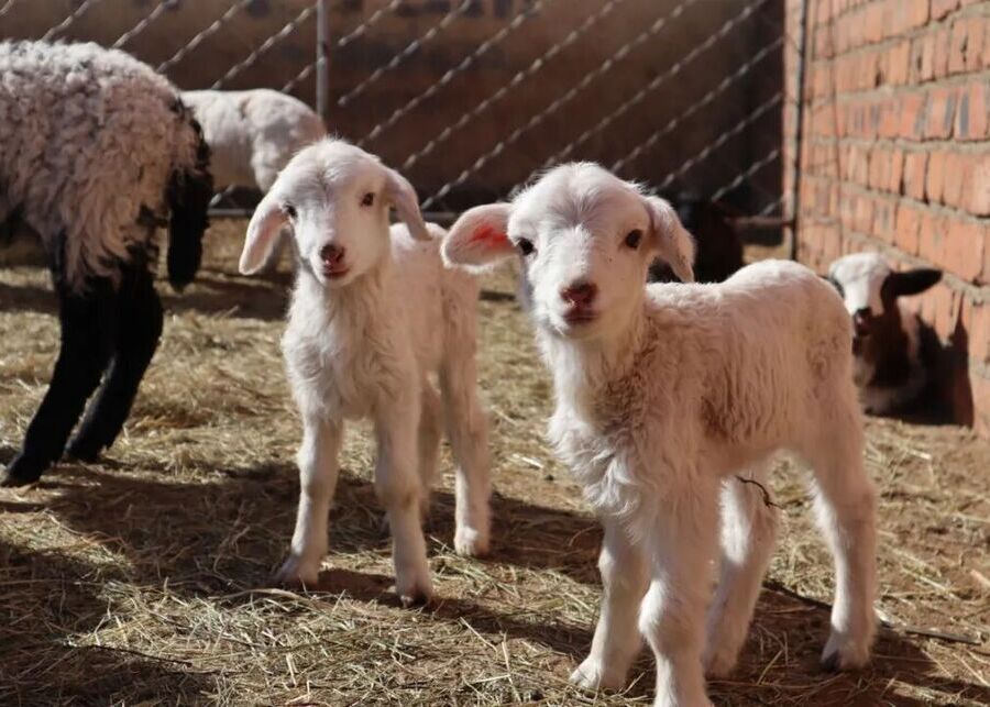 Preventing Lamb Mortality via Artificial Rearing Two newborn lambs standing on clean straw bedding in a sheltered commercial nursery pen for precision feeding.