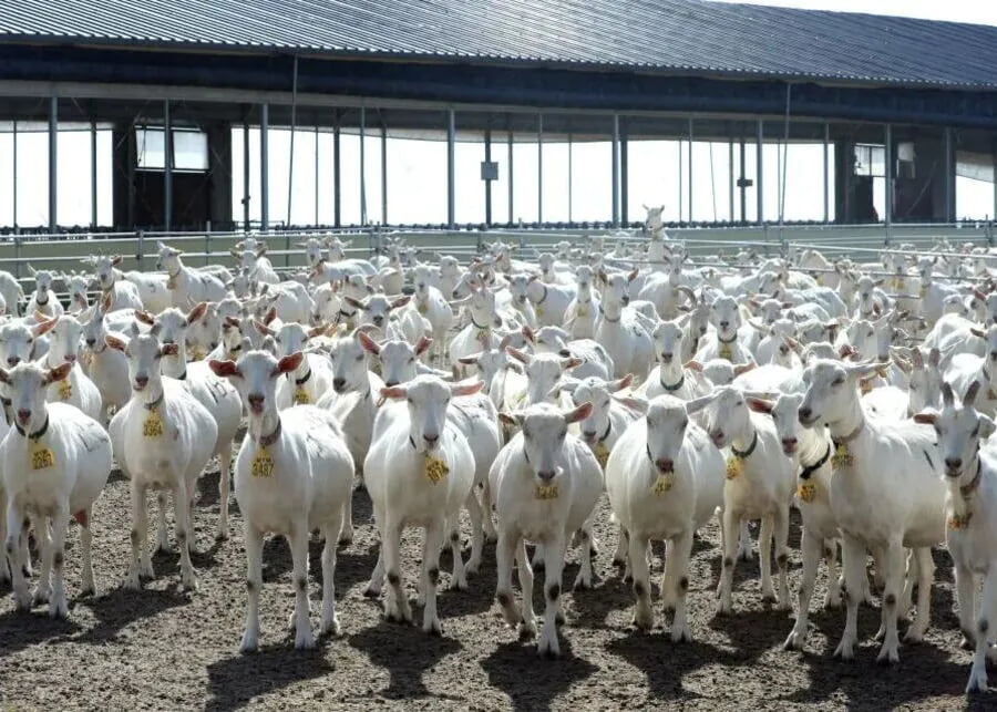 A large herd of white dairy goats in a modern automated farm, each goat wearing a yellow electronic ear tag for individual identification and data tracking