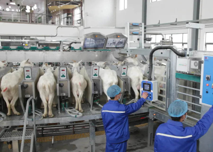 Preventing Goat Mastitis Milking equipment in a modern dairy farm