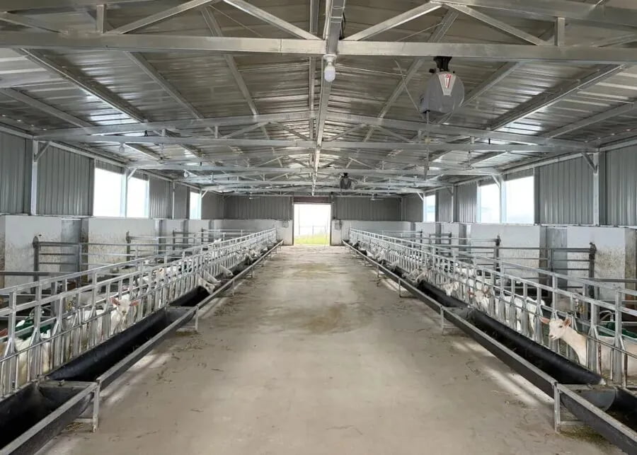 Modern commercial steel-structure goat barn with high-clearance roof and wide windows for optimal ventilation and heat stress control
