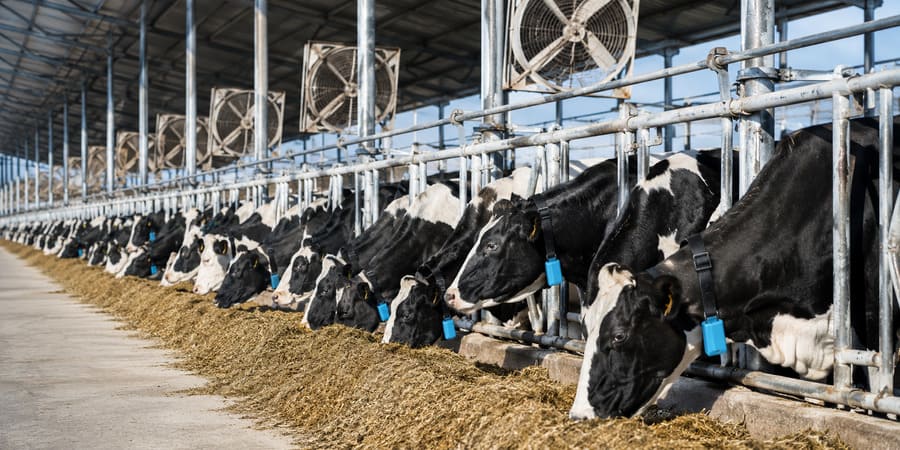 National Dairy Project remote monitoring with 4G smart collars