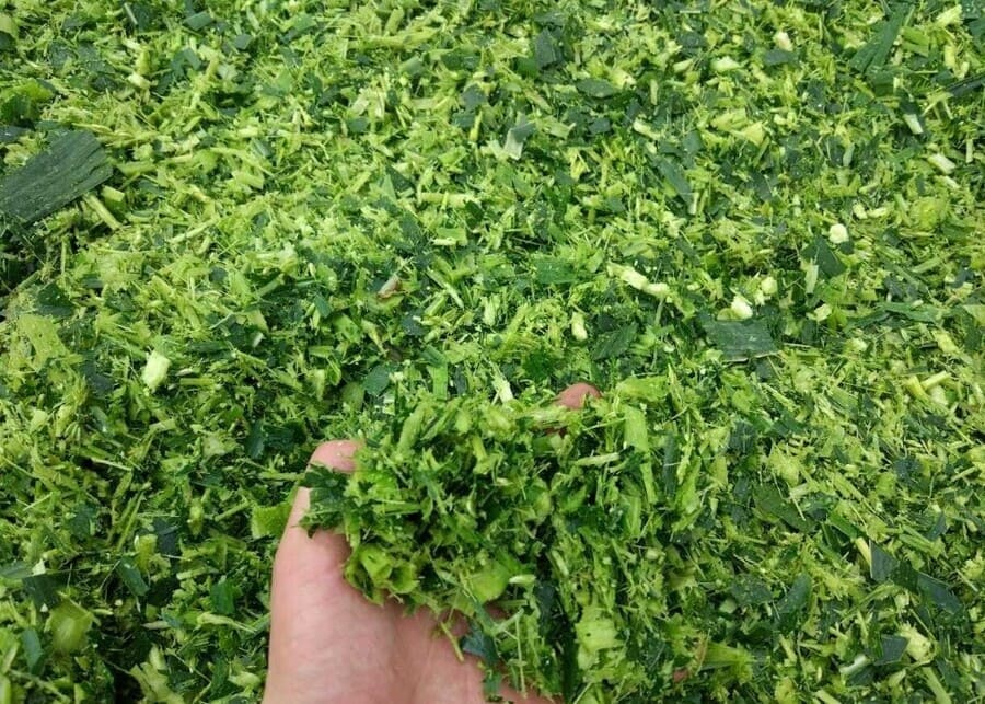 Freshly chopped green forage held in hand showing the ideal particle size for beef cattle rations