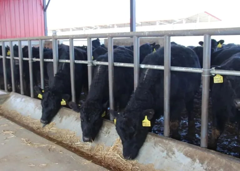 Can Cows Overeat? Causes, Risks, and How to Prevent It on Modern Farms?