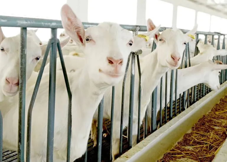 How Can You Extend a Dairy Goat’s Lifespan to 8+ Lactations?