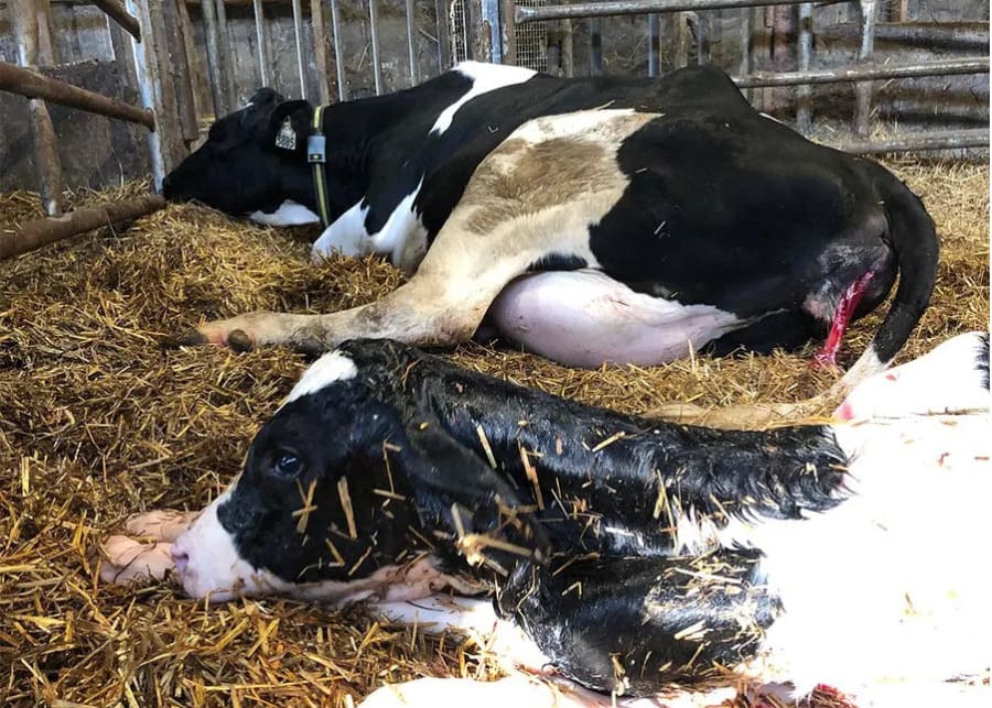 The ultimate goal of proactive facility preparation: a safe delivery and a healthy calf, with the dam monitored by an NX-Guard smart collar.