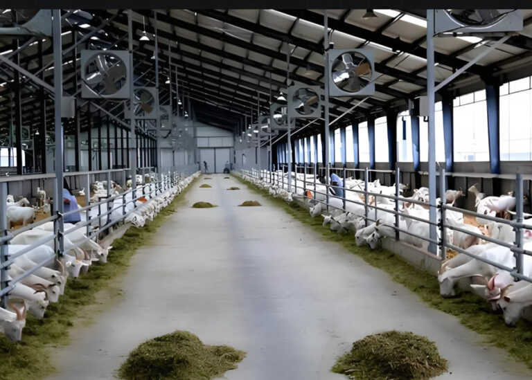 How Do You Maximize Dairy Goat Milk Yield and Cooling Efficiency in Summer?