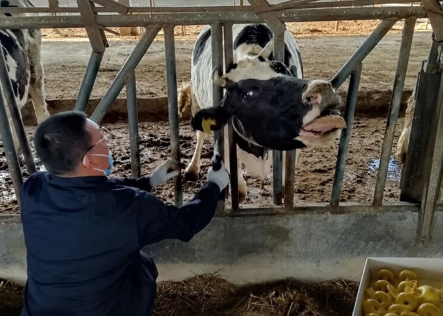 A close-up of a smart ear tag on a cow's ear in a clean barn