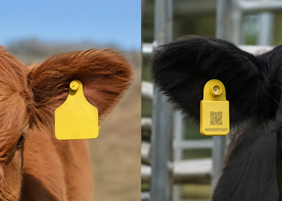 Smart Ear Tags vs Passive EID Tags for Cattle A close-up of a cow with a smart ear tag next to a cow with a passive EID tag