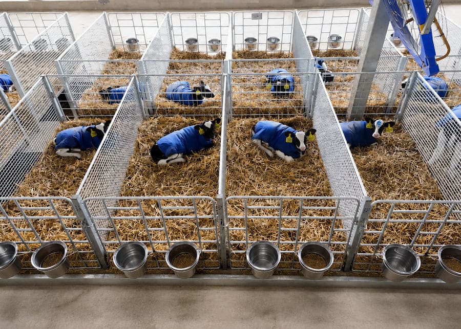 Newborn calves wearing protective blankets in clean, individual calf rearing pens equipped with stainless steel feeding bowls and an overhead barn fan.