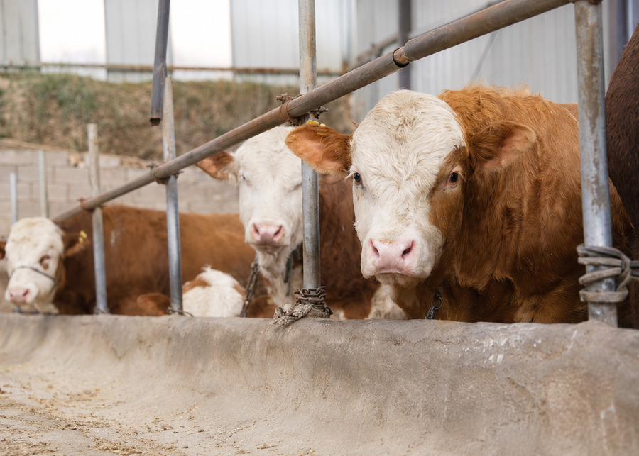 Starting Small with Cattle Small herd of beef cattle tied with chains to a primitive concrete trough