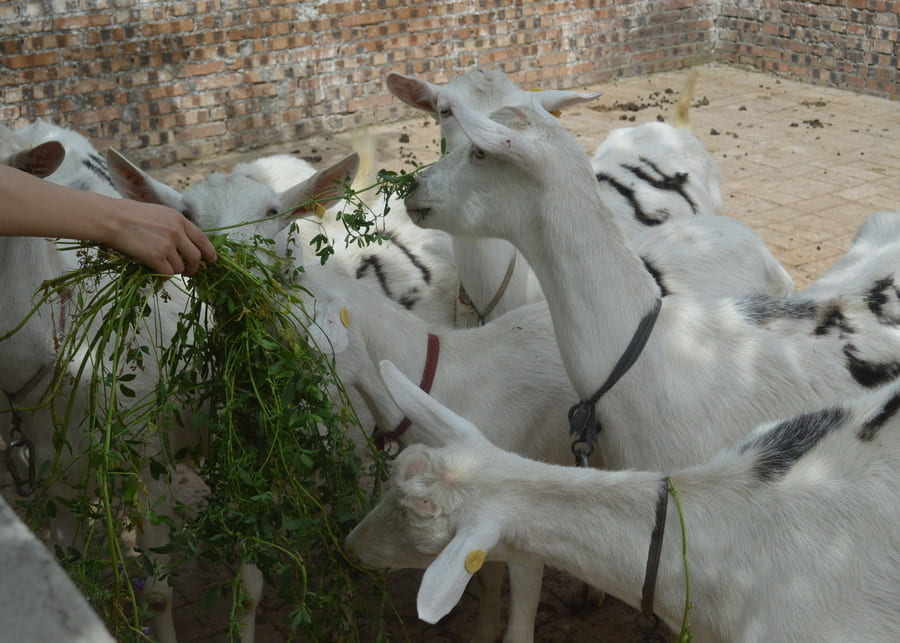 Starting a Small Pilot Goat Farm A beginner farmer hand-feeding a small pilot herd of dairy goats in a simple brick enclosure