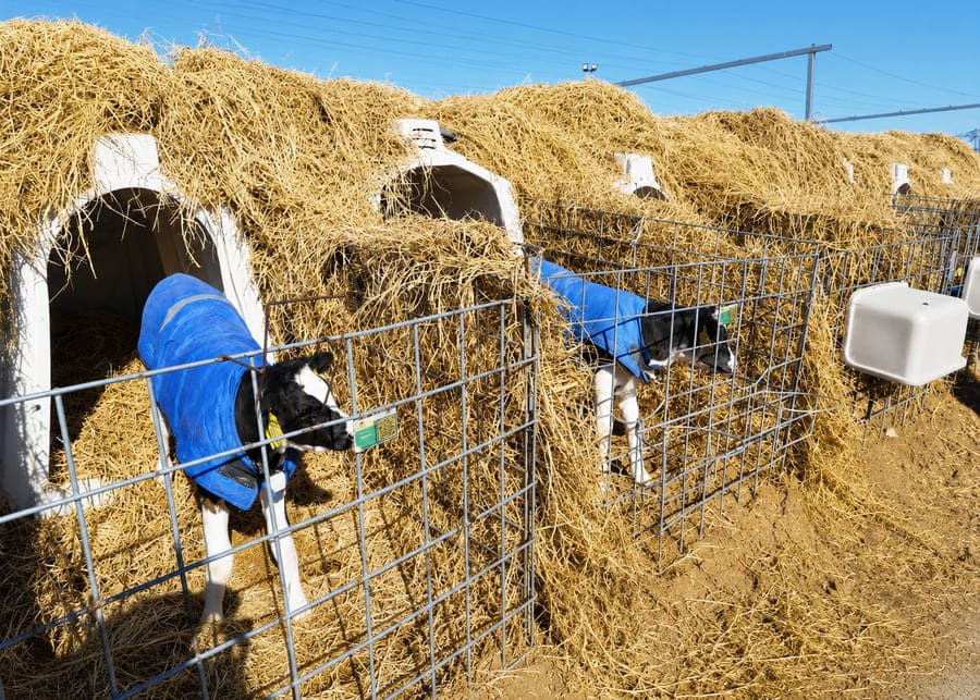 NexAgri Calf Rearing Equipment Winter Insulation Close-up of deep straw insulation packed between calf hutches with calves wearing winter coats