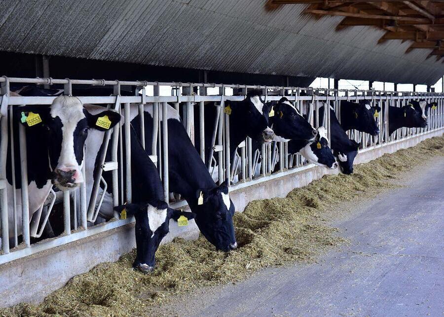 Dairy cows eating cost-effective mixed silage from a modern feed bunk with headlocks