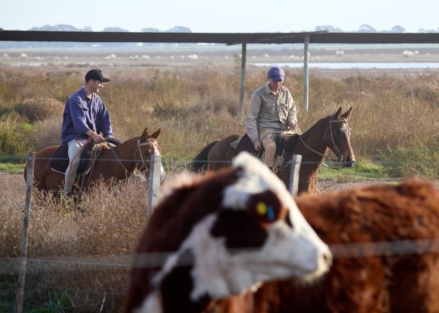 A farmer counting cattle in a field