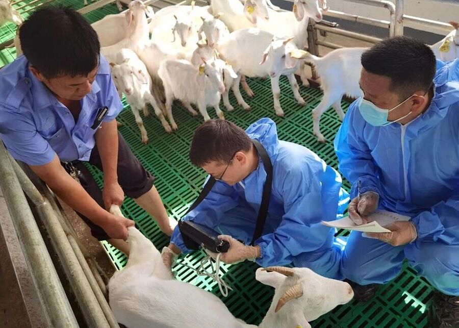 A veterinarian checking a dairy goat's health