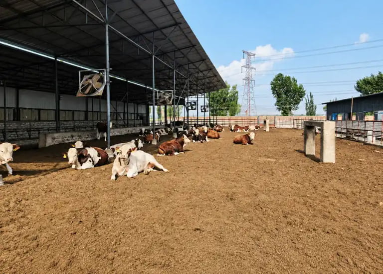 Are These 11 Agonizing Realities of Dairy Farming Stealing Your Life?
