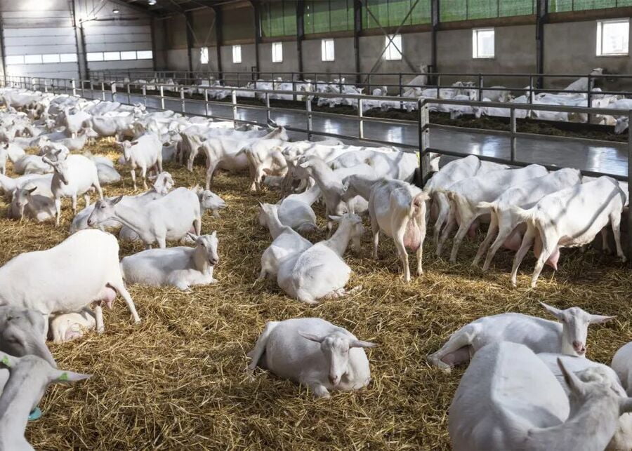 A healthy dairy goat in a clean winter barn