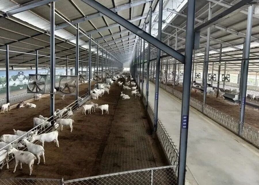 A healthy dairy goat in a clean barn
