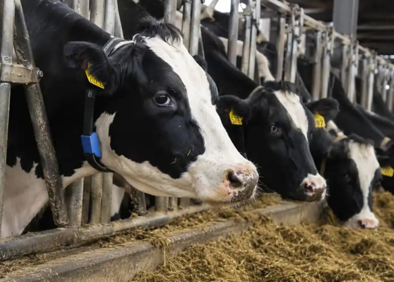 Are Smart Collars for Cow Fertility Really Worth the Investment?