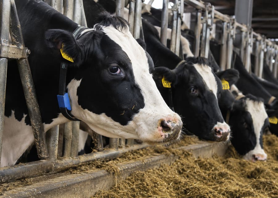 NexAgri 'Muxun' 4G smart collar IoT system architecture and real-world application