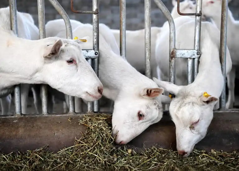 What Causes Low Milk Production in Goats? (And How to Fix It Fast)?