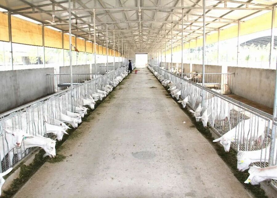 Clean and sanitary commercial dairy goat farm Modern dairy goat barn infrastructure with feeding headlocks